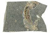 Oligocene Fossil Clupeoid Fish (Beksinskiella) - Poland #320632-1